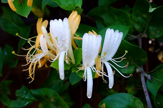 Lonicera japonica