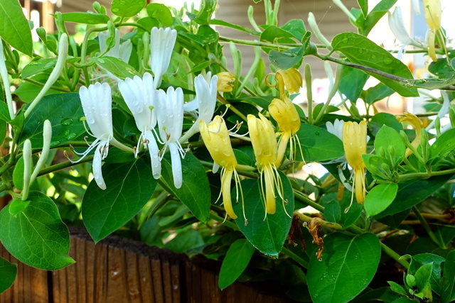 Lonicera japonica