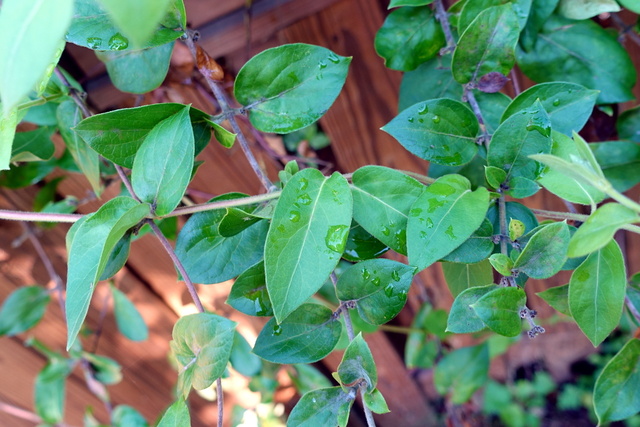 Lonicera japonica - leaves