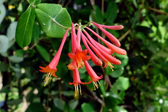 Lonicera sempervirens