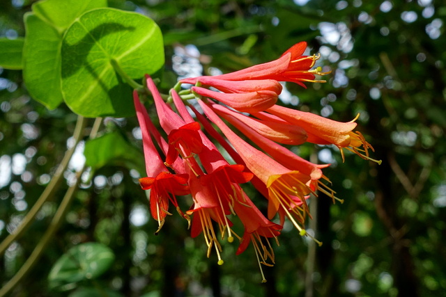 Lonicera sempervirens