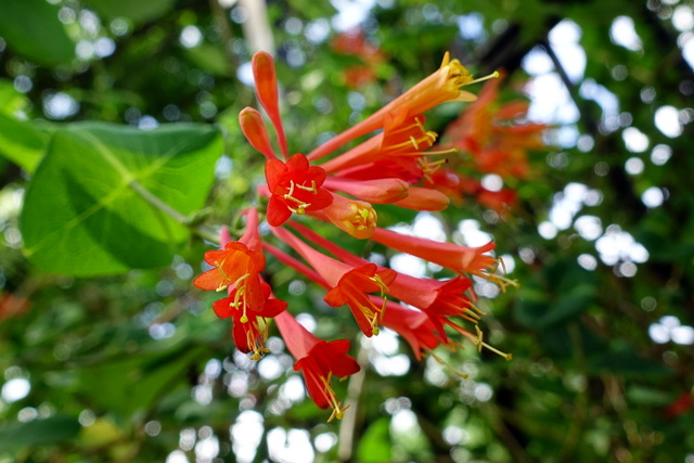 Lonicera sempervirens