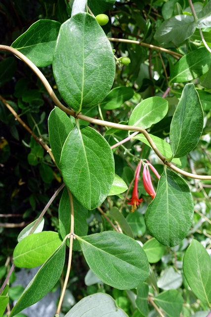 Lonicera sempervirens - leaves