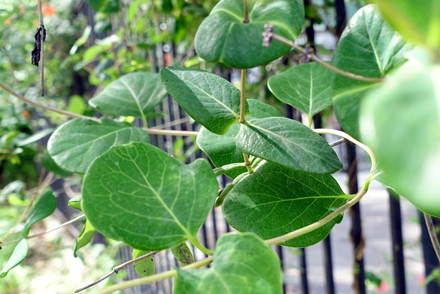 Lonicera sempervirens - leaves