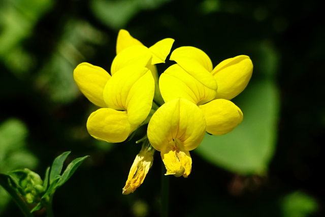 Lotus corniculatus