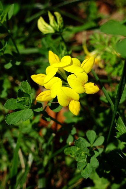 Lotus corniculatus