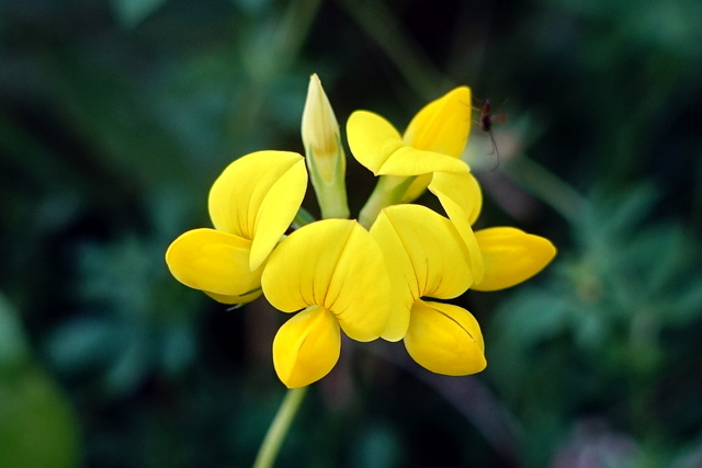 Lotus corniculatus