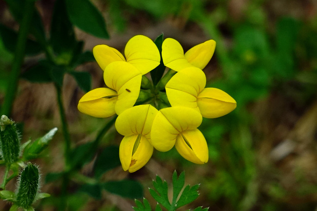 Lotus corniculatus