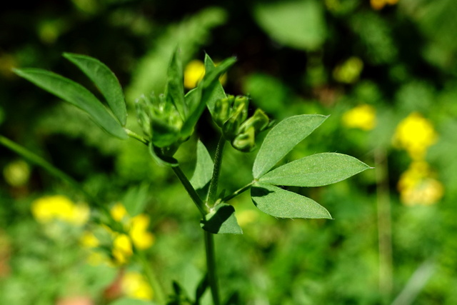 Lotus corniculatus - leaves