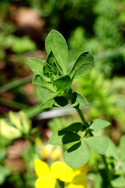 Lotus corniculatus - leaves