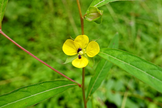 Ludwigia alternifolia