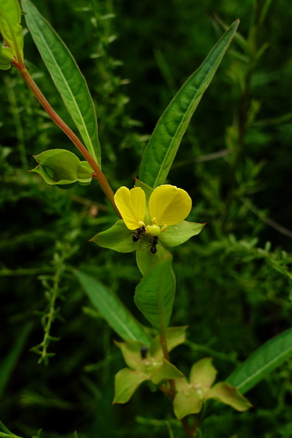 Ludwigia alternifolia