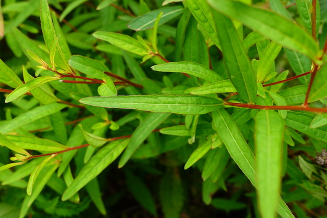 Ludwigia alternifolia - leaves