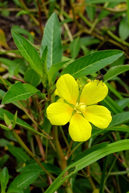 Ludwigia peploides