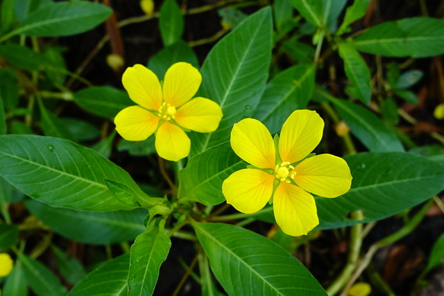 Ludwigia peploides