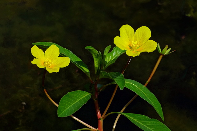 Ludwigia peploides