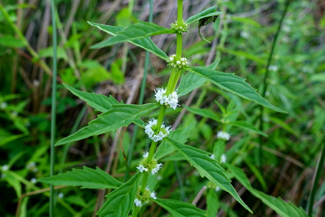 Lycopus americanus