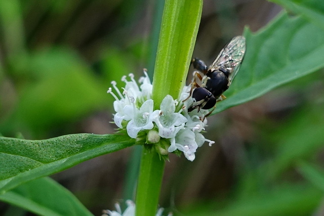 Lycopus americanus