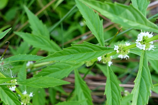 Lycopus americanus - leaves