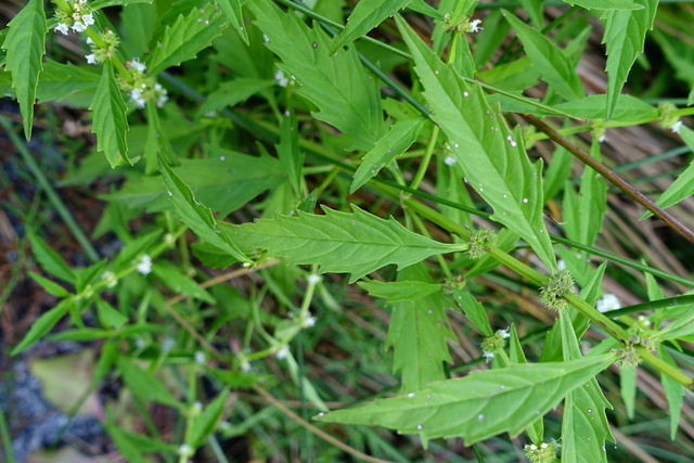 Lycopus americanus - leaves