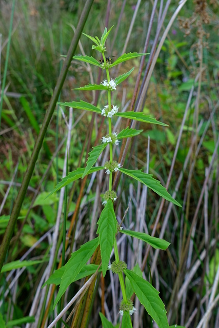 Lycopus americanus - plant