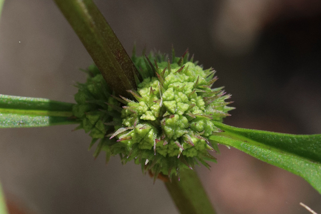 Lycopus rubellus - fruit
