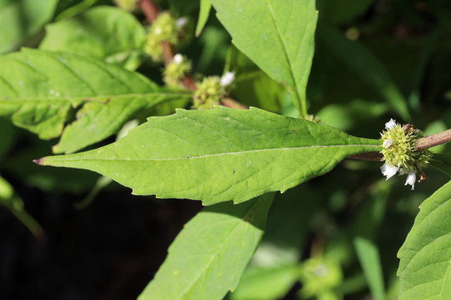 Lycopus rubellus - leaves