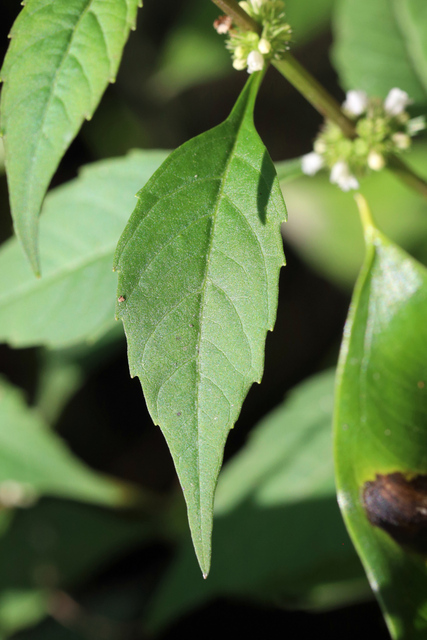 Lycopus rubellus - leaves