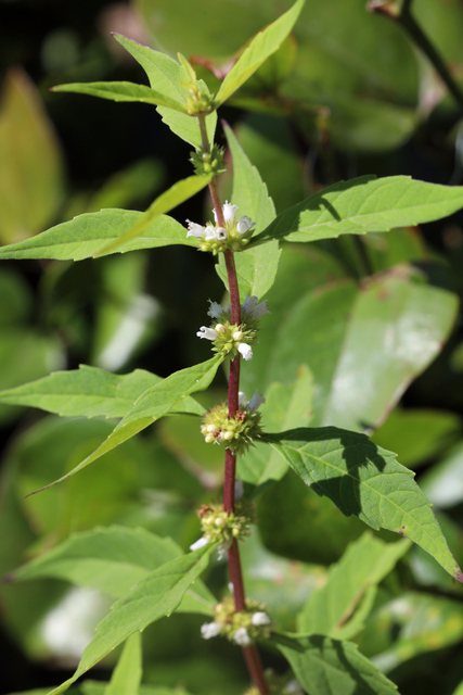 Lycopus rubellus - plant