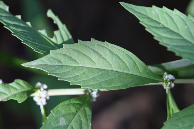Lycopus virginicus - leaves