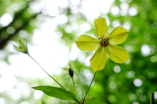 Lysimachia ciliata