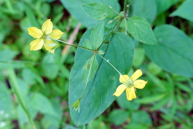 Lysimachia ciliata