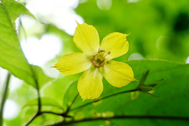 Lysimachia ciliata