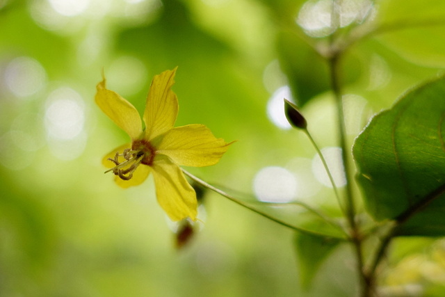 Lysimachia ciliata