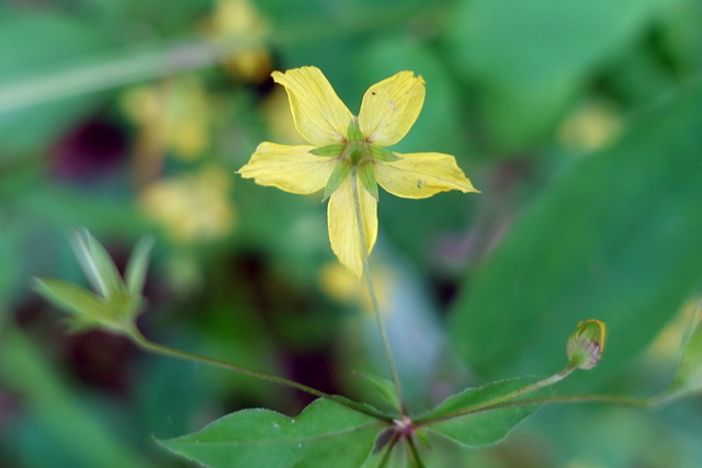 Lysimachia ciliata