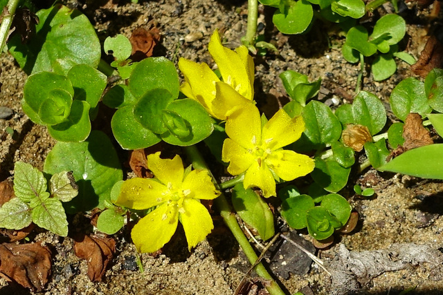 Lysimachia nummularia