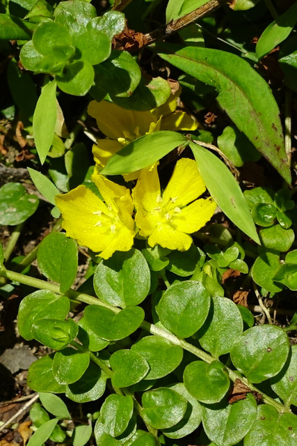 Lysimachia nummularia