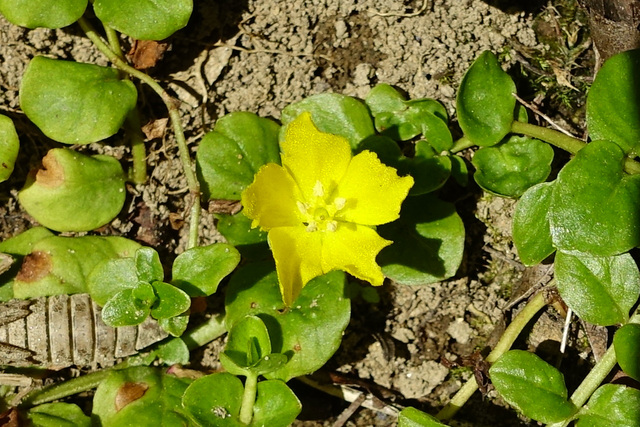 Lysimachia nummularia