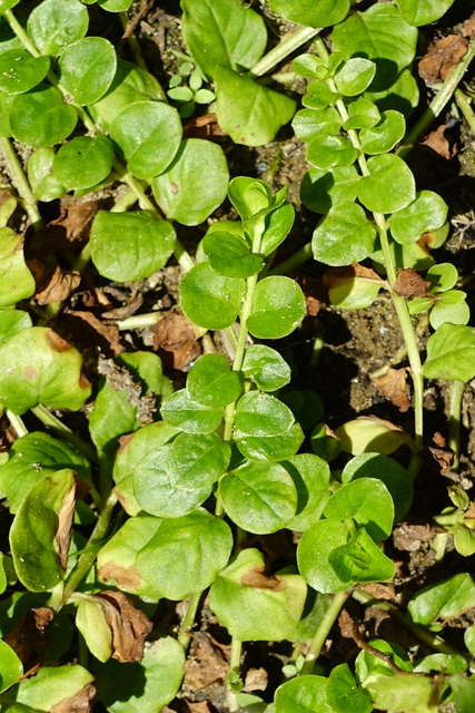 Lysimachia nummularia - leaves