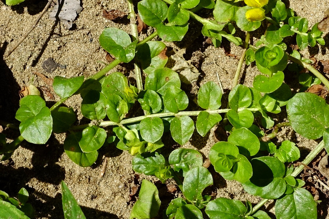 Lysimachia nummularia - leaves