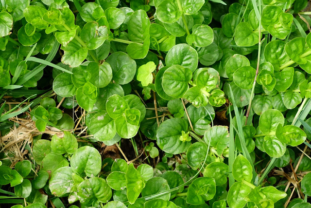 Lysimachia nummularia - leaves