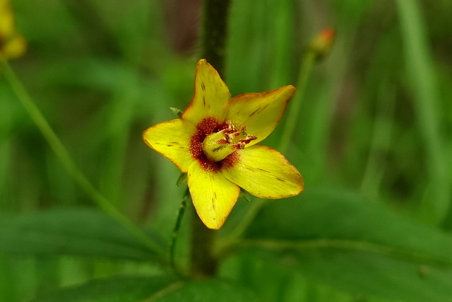 Lysimachia quadrifolia