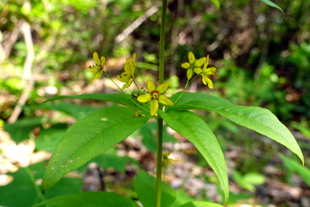 Lysimachia quadrifolia