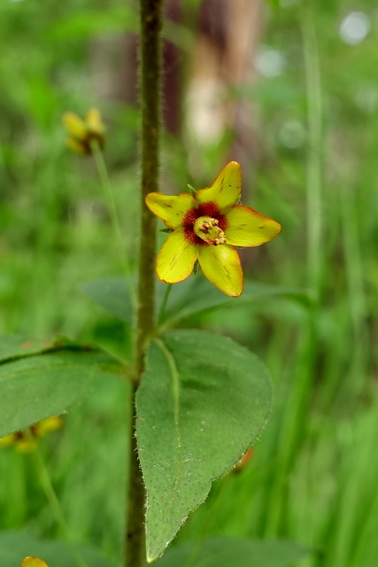 Lysimachia quadrifolia