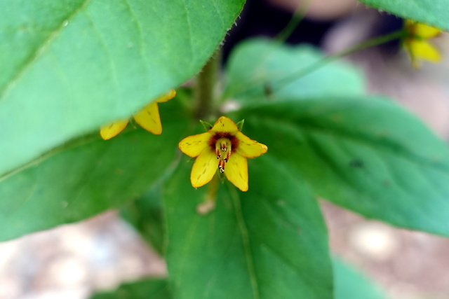 Lysimachia quadrifolia