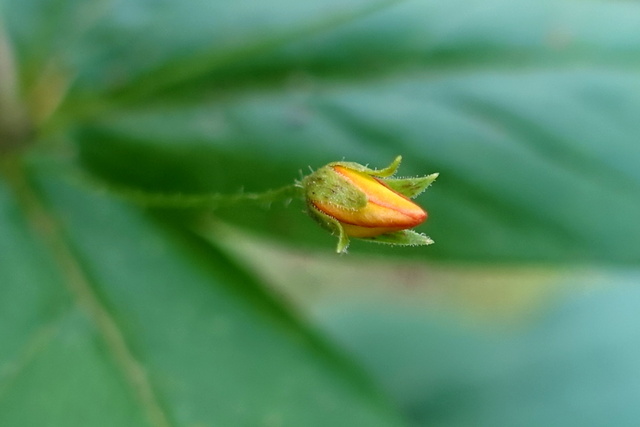 Lysimachia quadrifolia