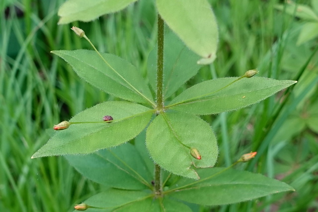 Lysimachia quadrifolia - leaves