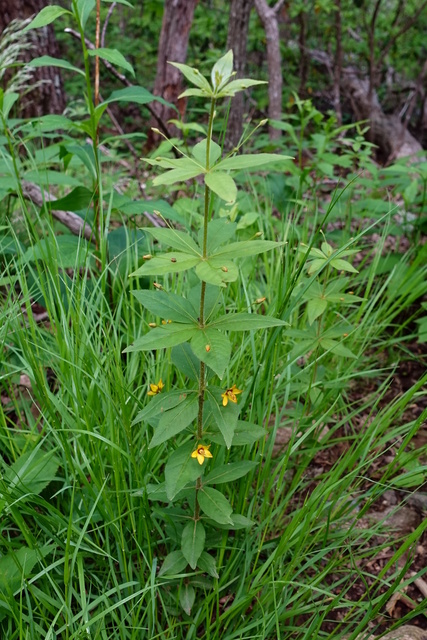 Lysimachia quadrifolia - plant