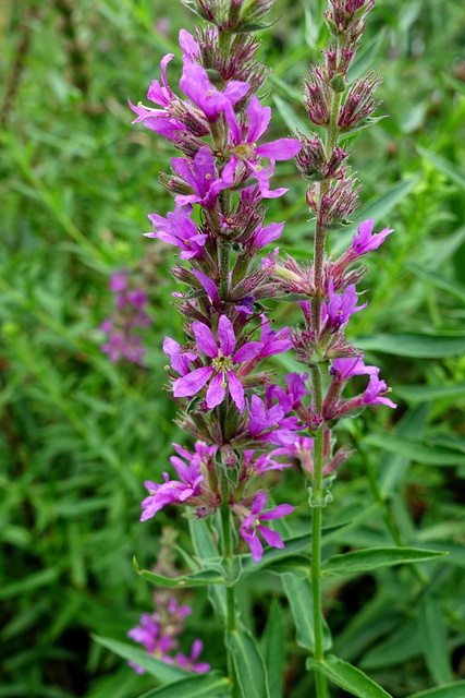 Lythrum salicaria