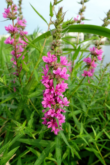 Lythrum salicaria